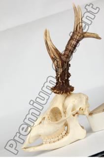 Skull Deer 0107